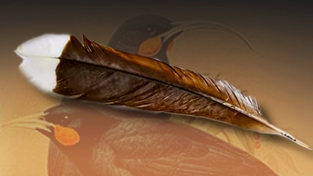 സ്വര്‍ണത്തിന്റെ പലമടങ്ങ് വിലയുള്ള പക്ഷിത്തൂവല്‍Rare huia bird s world