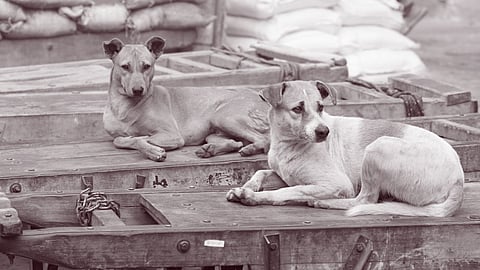 Supreme Court says streets should be free from stray dogs; orders removal within eight weeks
