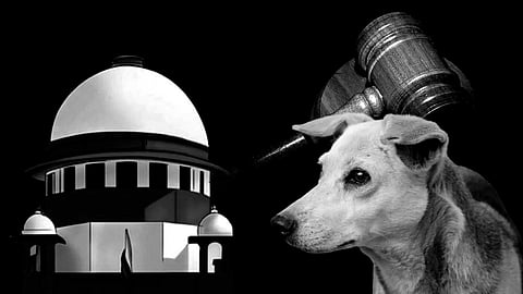 Supreme Court summons Chief Secretaries of States, UTs over non-compliance of orders in stray dog menace case