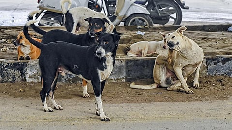 Supreme Court set to issue directions to regulate feeding of stray dogs in government buildings and institutional premises