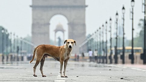 SC directs removal of stray dogs from schools, hospitals, and public transport hubs