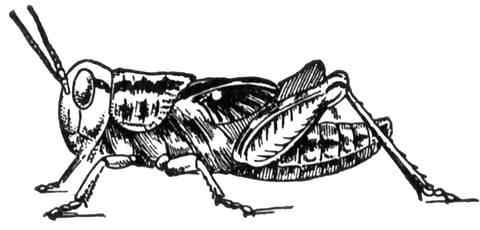 A locust in the sky!