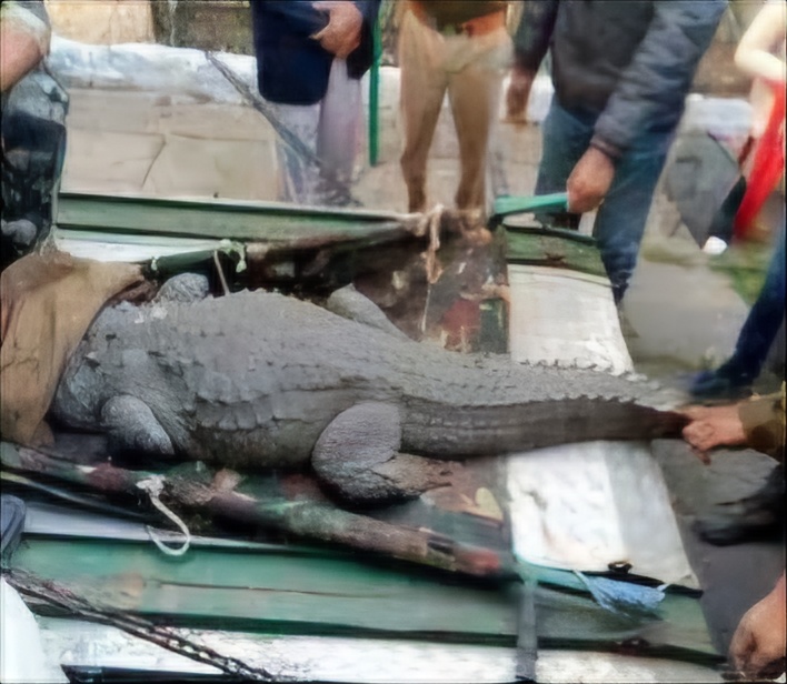 मगरमच्छ का रेस्क्यू करती वन विभाग टीम
