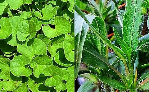 आयुर्वेदिक वैद्यों ने खोजीं 50 से अधिक स्थानीय वनस्पतियां