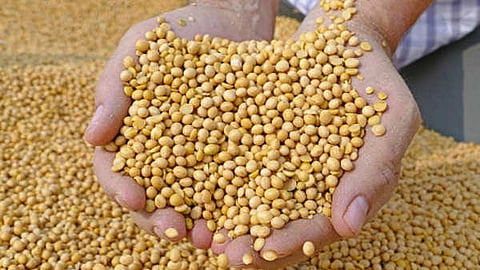 सोयाबीन 