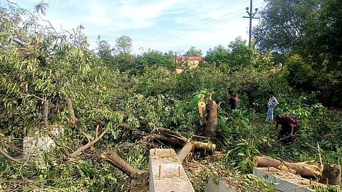 MP: भोपाल बायपास चौड़ीकरण में हजारों पेड़ों की कटाई के खिलाफ कांग्रेस सड़कों पर उतरी