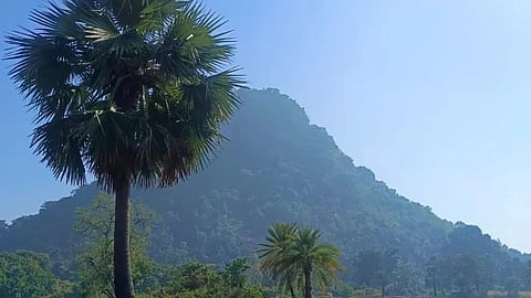 पारंपरिक पेय के रूप में प्रचलित ताड़ी (पाम टॉडी) को ताड़ या खजूर के पेड़ से निकाला जाता है। | चित्र साभार: सतपाल सिंह पंद्राम