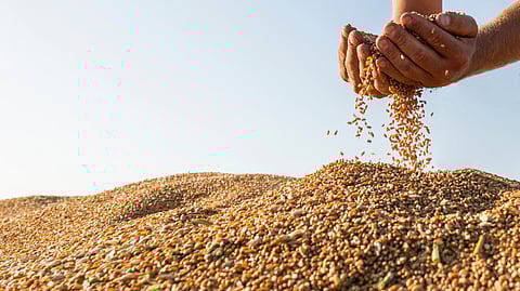 UP wheat procurement