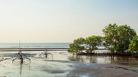 Fishing near mangroves.