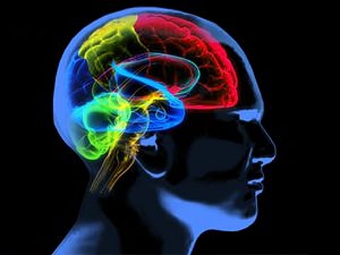 Inequality Linked to Reduced Brain Volume and Connectivity