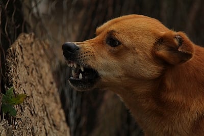 Tamil Nadu Ramps Up Anti-Rabies Measures Amidst Rising Cases