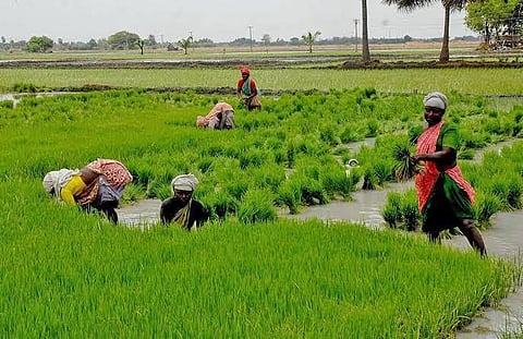 The dire situation has pushed many farmers into a vicious cycle of debt. 