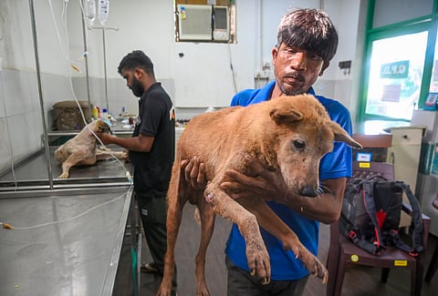 Under the revised order, stray dogs must be released back into their original territory after sterilisation and vaccination, except in cases where they are rabid or exhibit aggressive behaviour. 