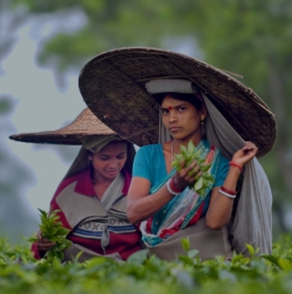 O Tea Worker Assam's Tea Workers Await More Than a Symbolic Rs 18 Raise