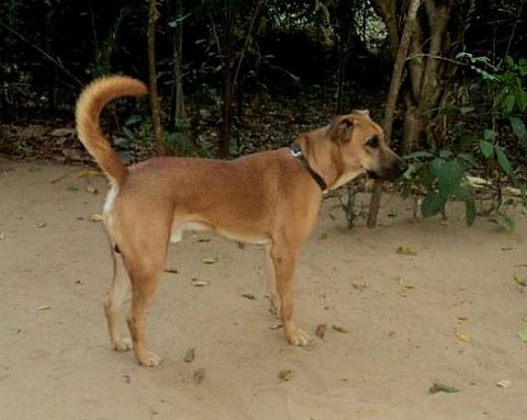 Next Time You Think Of Raising A Pet Dog, Consider Bringing Home An Indian Breed, Says PM Modi In Mann Ki Baat

