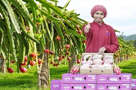 Exotic Dragon Fruit From Maharashtra Exported To Dubai