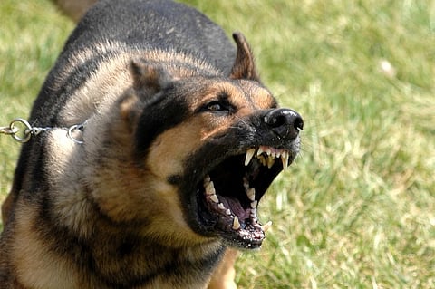Six-Year-Old Dies After Guard Dog Of A Farm House In Kanpur Attacks Him, Father Lodges FIR