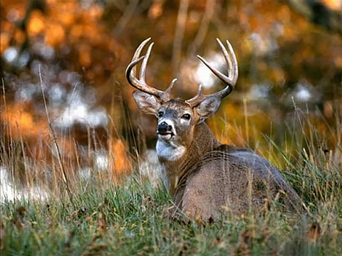 Temple Priest Arrested In Ghaziabad With Skin Of Chinkara Deer 
