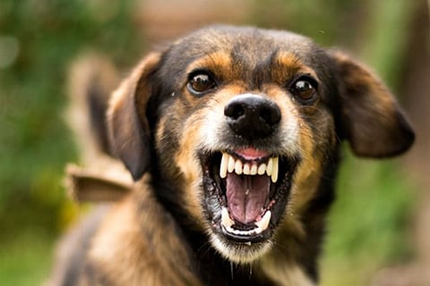Man Unleashes Dog In Mirzapur On Powermen Who Caught Him Stealing Electricity