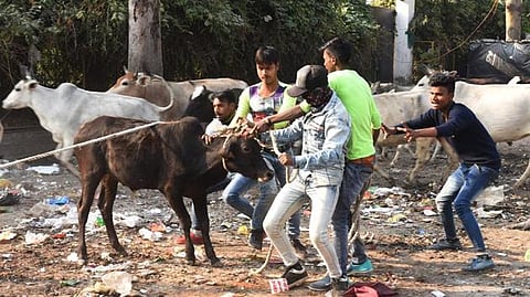 यूपी के मास्टर अब गोवंश पकड़ेंगे और चौकीदारी भी करेंगे!