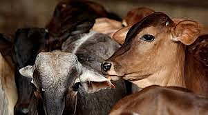 Uttar Pradesh Tops The Country In Lumpy Vaccination