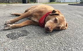 Kanpur Police Arrests Man For Killing Stray Dog