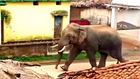 Elephant Runs Amuck In A Gorakhpur Village, Kills Three 