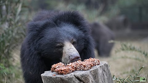 As Mercury Dips, Wildlife SoS Turns Up The Warmth For Rescued Animals