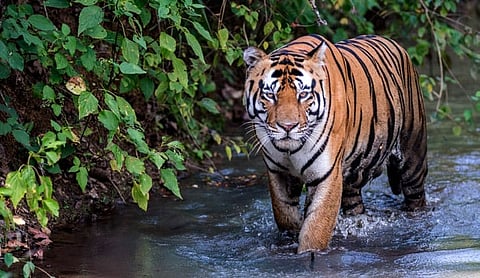 Ratapani In Madhya Pradesh Declared 57th Tiger Reserve Of India 