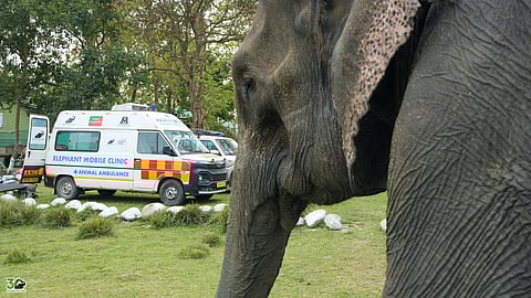 Haathi Seva: India’s First Elephant Mobile Clinic Launched In Assam, To Help Distressed Pachyderms 