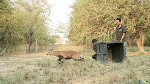 कुत्तों द्वारा घायल किए गए दो हिरण को वाइल्डलाइफ एसओएस ने इलाज कर वापस जंगल में छोड़ा !