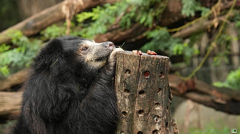 A Life Rewritten: Jasmine The Slothbear Marks 22 Years Of Freedom 