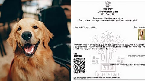Bihar Shocker: 'Dog Babu' Issued Official Residence Certificate with Photo, Parents Named 'Kutta Babu' and 'Kutiya Devi'