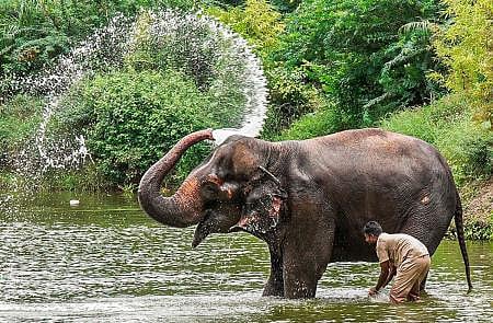 Madhuri the Elephant: A Timeline of Relocation, Protests, and Plans for Rehabilitation