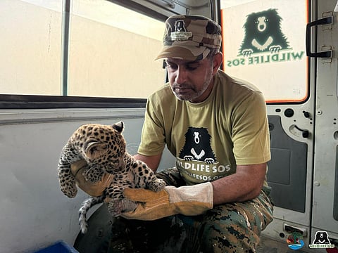 UP Foresters And Wildlife SOS Reunite Leopard Cub With Mother Cub In Agra 