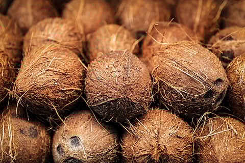 Nature’s Superfood Powers Wellness, Tradition, and Livelihoods on World Coconut Day