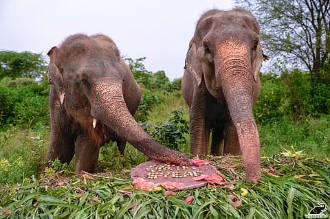 Blind Elephant Arya Thrives In Sanctuary, Celebrates Five Years Of Care At Wildlife SOS