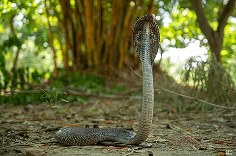 From Venomous Cobras To Massive Pythons, Wildlife SOS Rescues Over 120 Reptiles In A Month In Agra, Neighbourhood