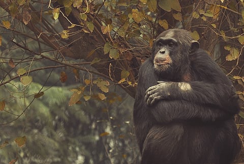 Dense Fog and Cold Wave Grip Uttar Pradesh, Disrupting Travel and Daily Life