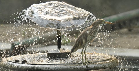 Animal Kingdom Too Under Seize as mercury rises