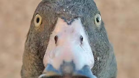 The blue duck (Hymenolaimus malacorhynchos) is a species endemic to New Zealand.