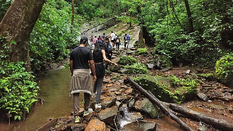 A group of men and women trekkers crossing a stream in the middle of a lush green forest