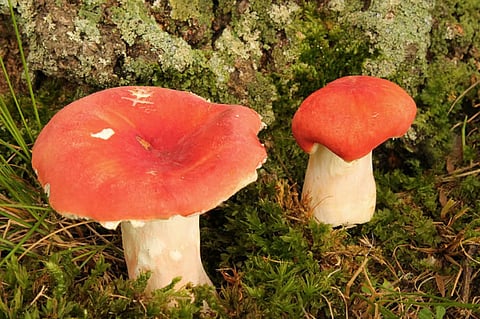 Two vibrant red-capped mushrooms with white stems growing amidst moss and grass at the base of a tree trunk