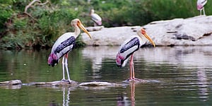 Significant increase in arrival of migratory birds at TN Vettangudi bird sanctuary