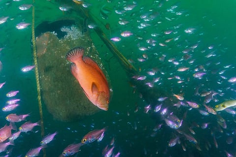 Artificial reefs placed to create a diving site near Pondicherry, India. In 2023, the government announced plans to install artificial reefs across 3,477 fishing villages nationwide.

