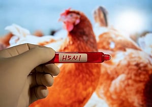 H5N1 bird flu silently spread from animals to some humans: US CDC