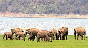 Three trampled to death by wild elephants in Andhra Pradesh