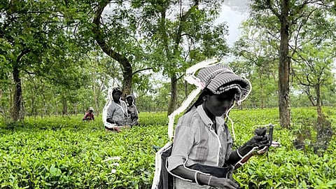 Women marked out in black & white shown plucking tea leaves in a lush green tea garden in Alipurduar that is interspersed with tall trees