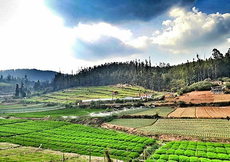 A scenic view of terraced farmland in a hilly region of Tamil Nadu, with lush green crops, scattered houses, and tall trees in the background, representing agricultural activities in the state's hill regions.