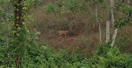 Kerala: Forest department resumes efforts to tranquilise tiger in Idukki